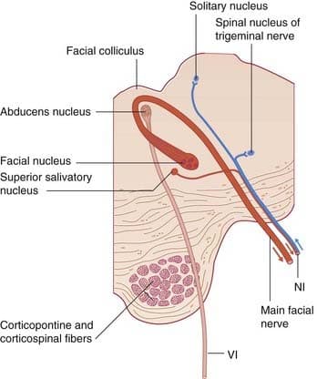  The unusual "wrapping" of facial nerve fibers around the abducens nucleus, a product of embryological migration.
