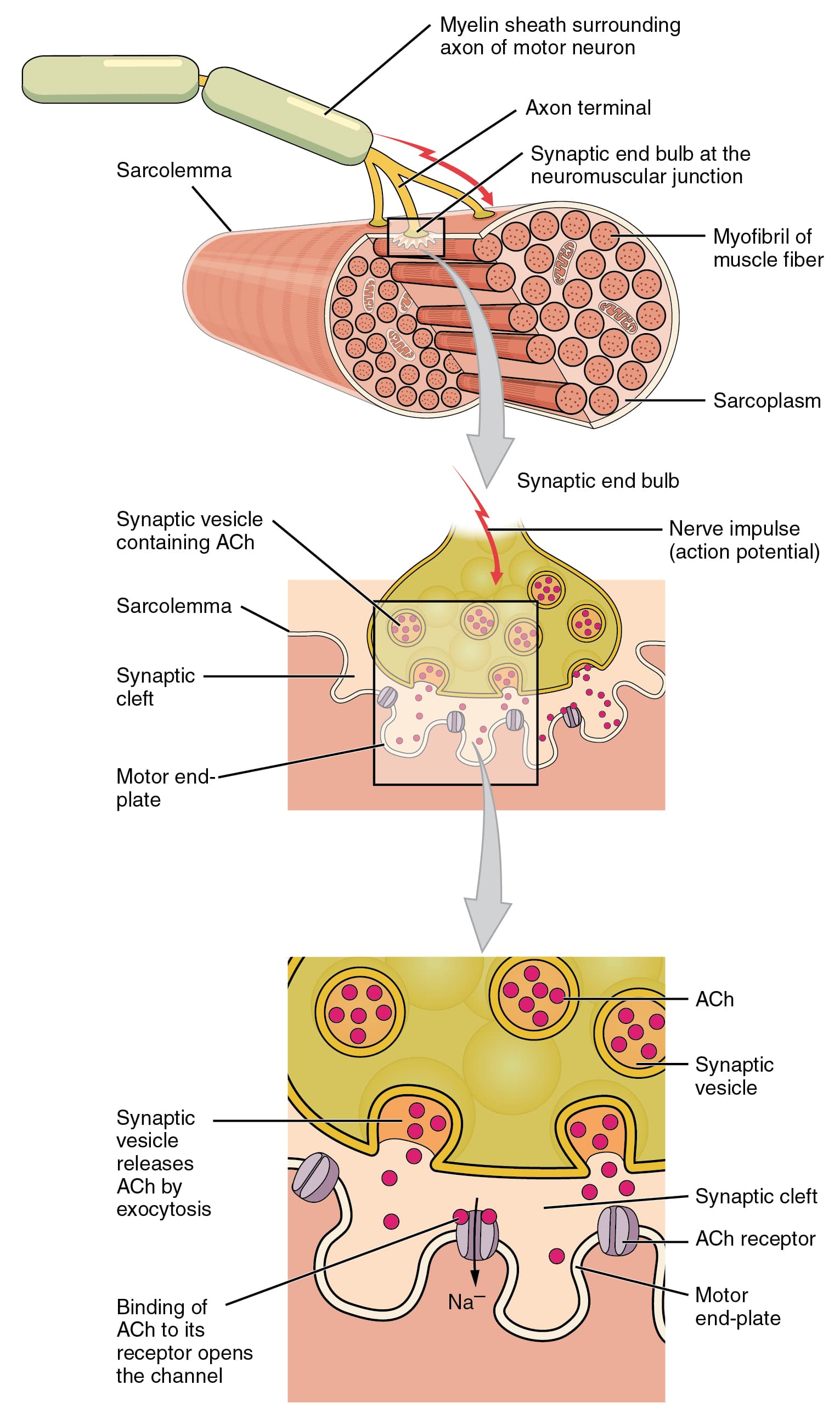 Signal transmission from nerve to muscle at the motor end plate.