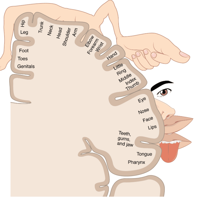 Sensory homunculus used to depict a “topical” version of the body in the brain. (Provided by: Openstax. License: CC-BY)
