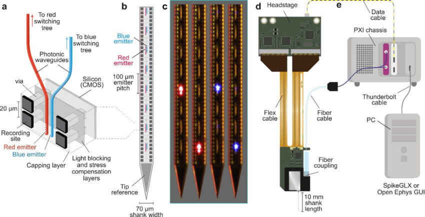 Neuropixels Opto probe architecture. (a) Cross-section of the shank showing the Silicon (CMOS) layer that enables on-shank signal processing, with recording sites connected via metal traces ("vias") to the underlying electronics. The CMOS layer contains the amplification, multiplexing, and digitization circuitry that reduces hundreds of electrode signals to a single digital output. (b–c) Electrode and emitter layout along the 70 μm wide shank. (d–e) Complete system architecture: signals from the 10 mm shank are processed in the base, transmitted through a flex cable to the headstage, and delivered to the PC via a PXI chassis. Adapted from Sauerbrei et al., 2024.