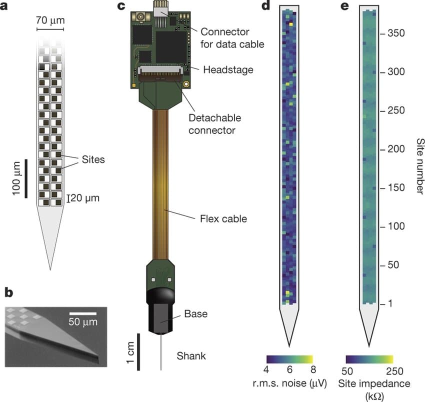 Neuropixels 1.0 probe packaging. (a) Dense checkerboard electrode layout with 960 sites on a 70 μm wide shank. (b) SEM image of probe tip. (c) Signal path from shank to external systems: electrode signals are amplified, multiplexed, and digitized in the base, then transmitted through a single flex cable to the headstage—demonstrating how on-shank electronics reduce hundreds of channels to one output ribbon. (d–e) Noise and impedance uniformity across all recording sites. Adapted from Jun et al., Nature 2017.