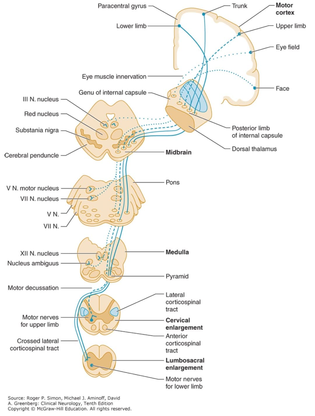 Path from cortex to corticospinal tract. Lange Clinical Neurology 10E Paperback by Roger P. Simon, David Greenberg, Michael J. Aminoff