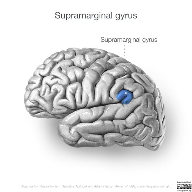 Supramarginal gyrus