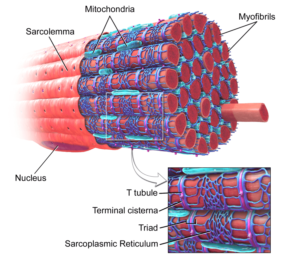 T-tubule labelled in zoomed in image